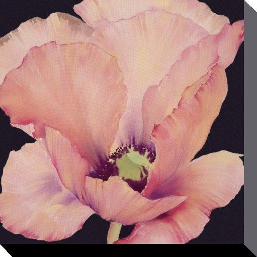 Pyramid Delicate Poppy (40 x 40 cm)