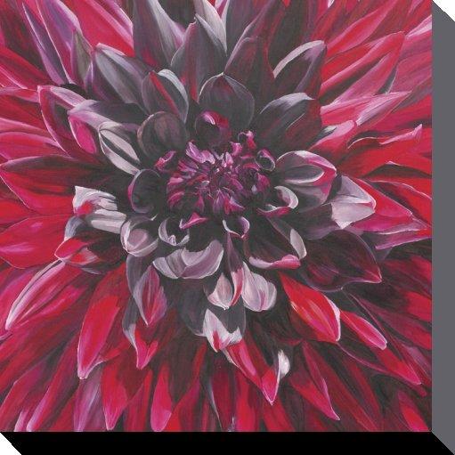 Pyramid Favolosa Dalia Maga Nera (85 x 85 cm)