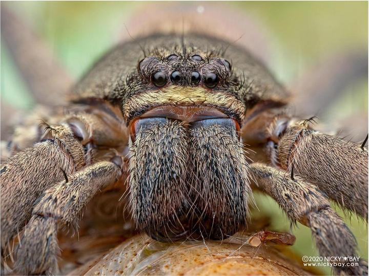 Actual product image Laowa 50mm f/ 2.8 2X Apo MFT (Micro Four Thirds, Micro Four Thirds)