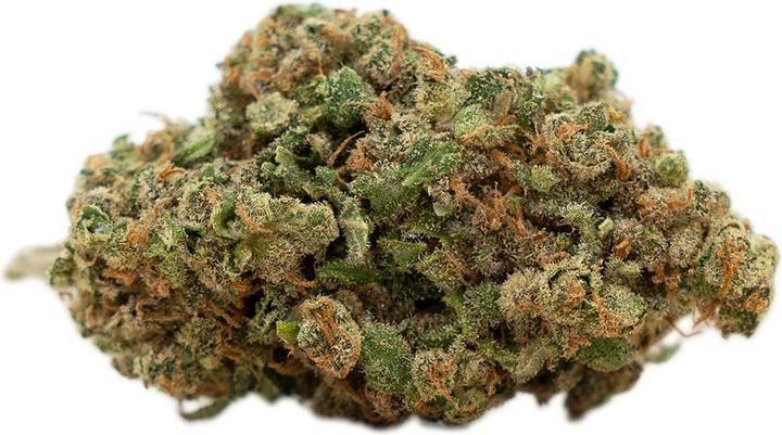Herba di Berna Harlequin (100 g, Intérieur)