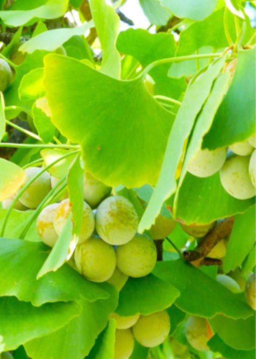 Image du produit Tropica Ginkgo feuille d'éventail (Graines de plantes)