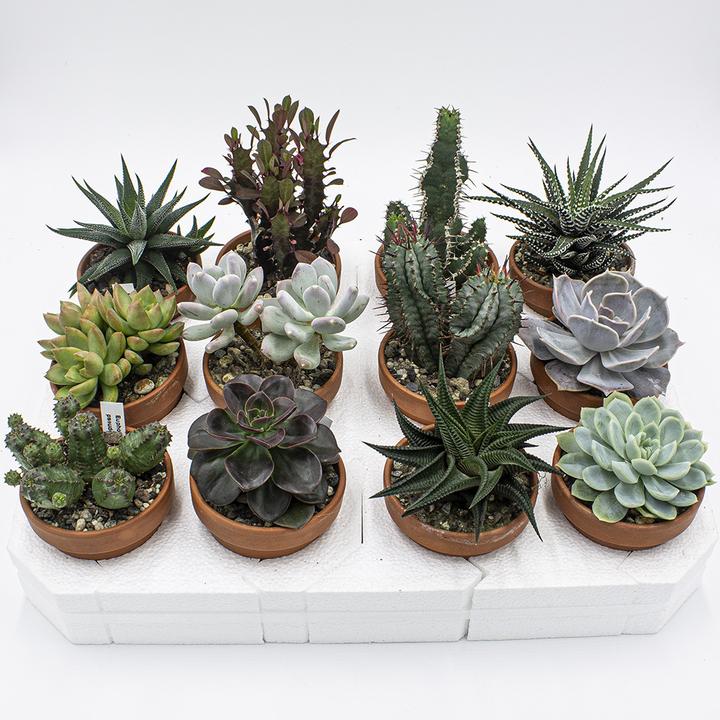 Kakteen Gautschi Sukkulenten-Set (10 cm)