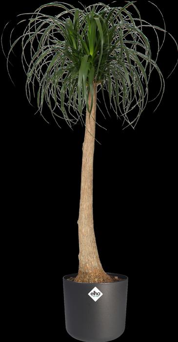 Immagine prodotto Elho b.for soft (18.30 cm)