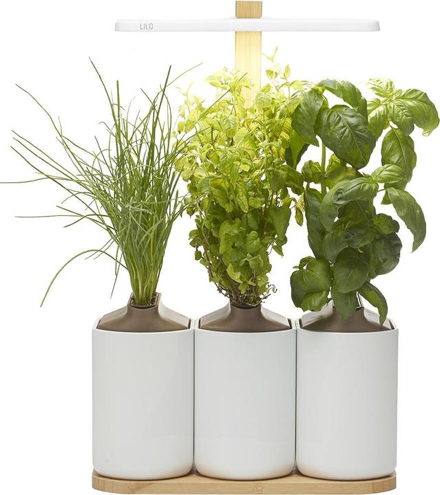 Actual product image Prêt à Pousser Lilo Connect (13.50 cm)