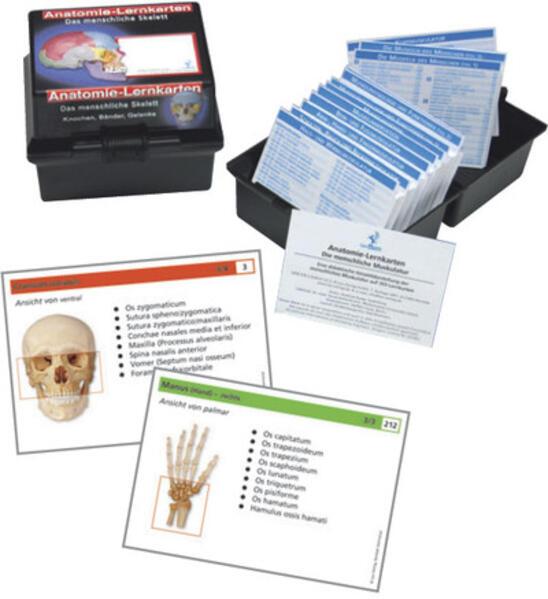 Produktbild Anatomie-Lernkarten. Das menschliche Skelett (Deutsch, Andreas Busse, Christoph Oberdieck, 2007)