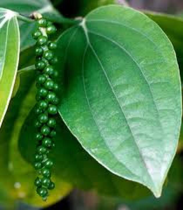 Actual product image Tropica Real pepper (Seedlings)