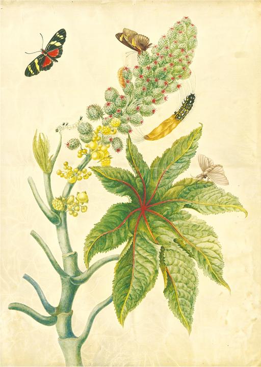Produktbild Maria Sibylla Merian - St. Petersburger Aquarelle (Jubilumsausgabe) (Deutsch, Merian, MariaSibylla, 2025)