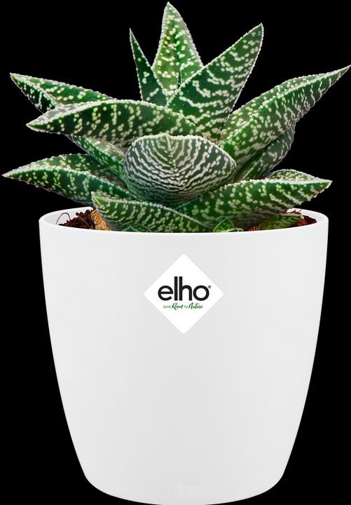 Actual product image Elho Brussels (11 cm)