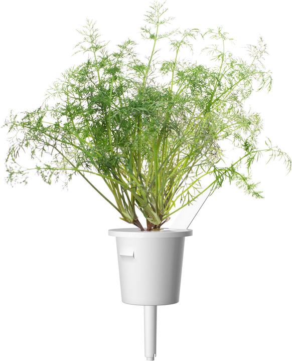 Produktbild Click and Grow Dill (Kräutersamen)