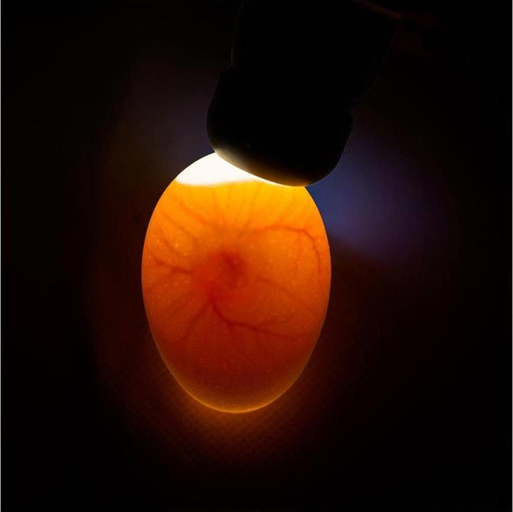 Immagine prodotto Olba Lampada a taglio Sl-Pl