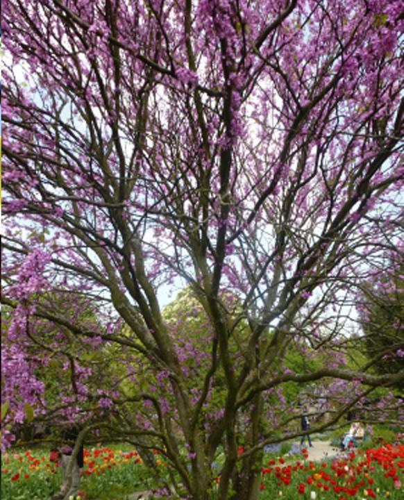 Actual product image Tropica Love Tree - Judas Tree (Cercis siliquastrum) (Plant seeds)