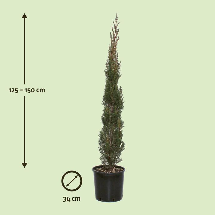 Produktbild Zulauf Säulen-Mittelmeer-Zypresse / Cupressus sempervi. 'Stricta' (150 cm)