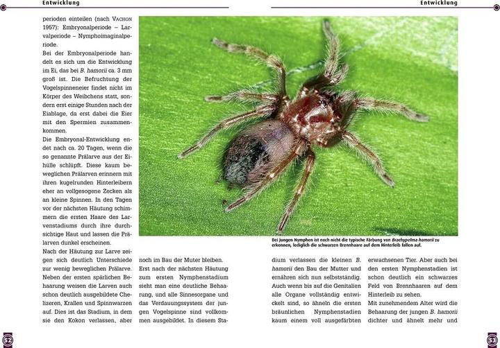 Image du produit Die Rotknie Vogelspinne (Allemand, Boris Striffler, 2022)