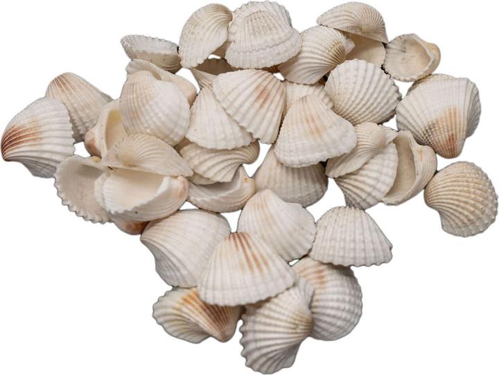 Produktbild Colorations Färbungen – Grosse Archenmuscheln, 500 Gramm