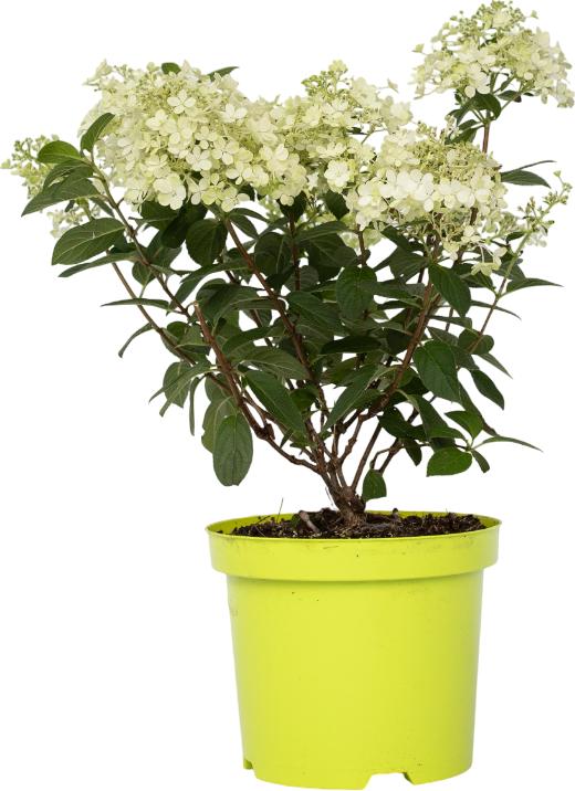 Image du produit Plant in a Box Hydrangea paniculata "Bobo" - Hortensia (25 cm)