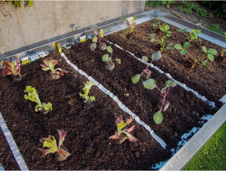 Produktbild Colibri Hochbeet