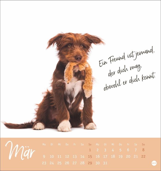 Image du produit Ziemlich beste Freunde Postkartenkalender 2026 - Für immer dein (Couverture rigide, Allemand)