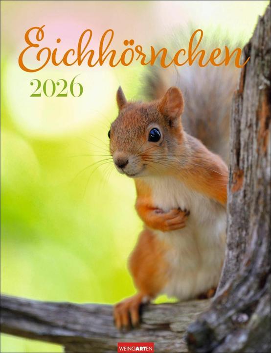 Actual product image Eichhörnchen Kalender 2026 (30 x 39 cm, German)