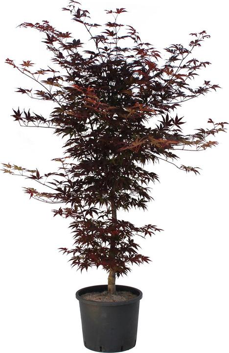Image du produit Zulauf Japanischer Fächer-Ahorn / Acer palmatum 'Bloodgood' (125 cm)