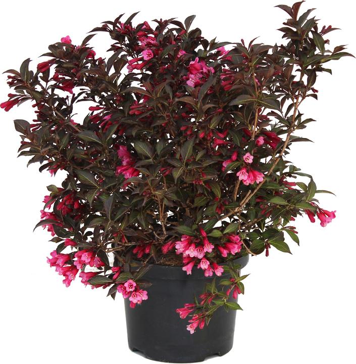 Produktbild Zulauf Weigelie / Weigela florida 'Alexandra'® (50 cm)