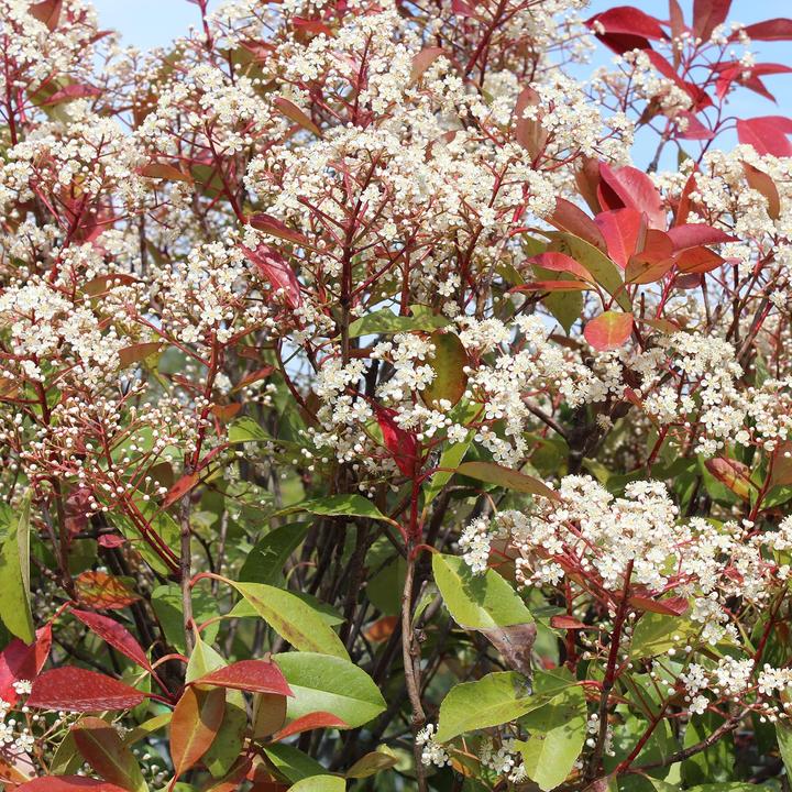 Actual product image Zulauf Photinia (100 cm)