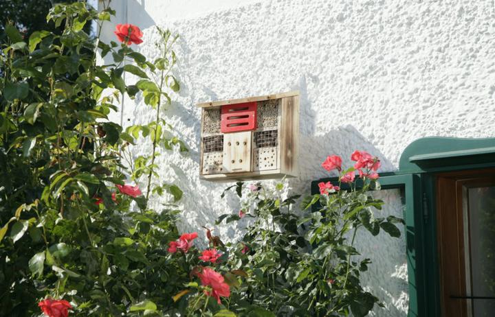 Image du produit Windhager Le tilleul (Chrysanthèmes, Bourdons, Coccinelles, Chansons accrocheuses, Abeilles sauvages)