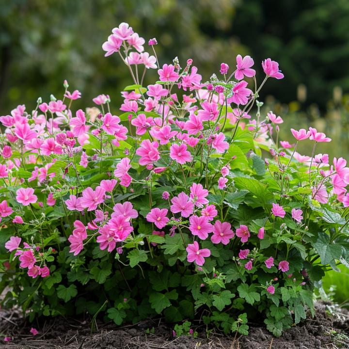 Produktbild Plant in a Box Anisodontea capensis 'El Rayo' - 6er-Set Kapmalve (25 cm)