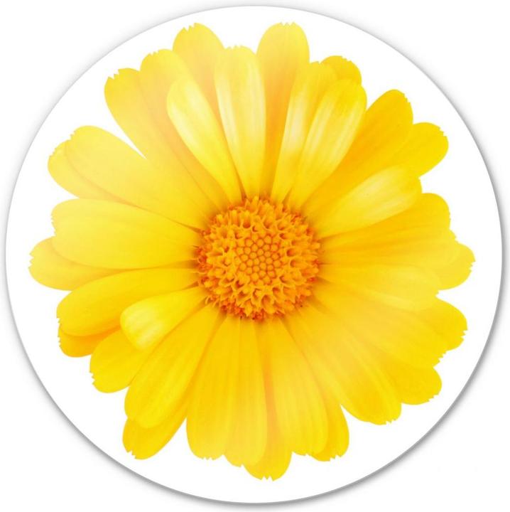 Produktbild Trenddeko Gerbera gelb - rund (Ø 50 cm)