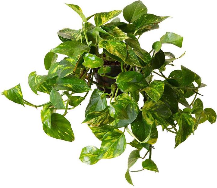 VEG and the City Firat (Lierre Epipremnum aureum) (20 cm)