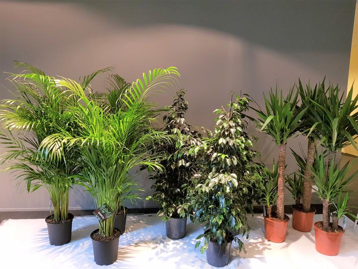 Rutishauser Blumen Ficus (130 cm)