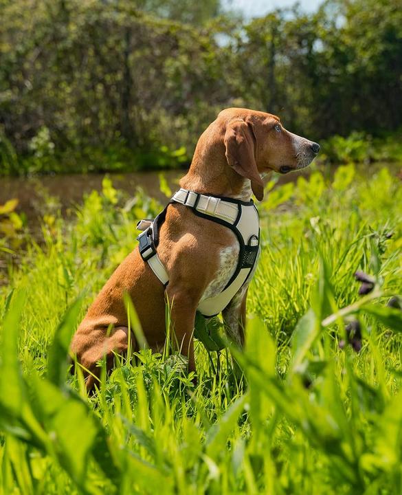 Produktbild Ionto Gepolstertes Hundegeschirr (M, Hund, Hundesport)