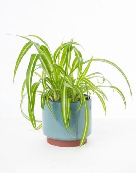 Actual product image VEG and the City Wani (green lily Chlorophytum comosum) (30 cm)
