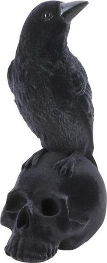 Image du produit Chaks Corneille sur crâne