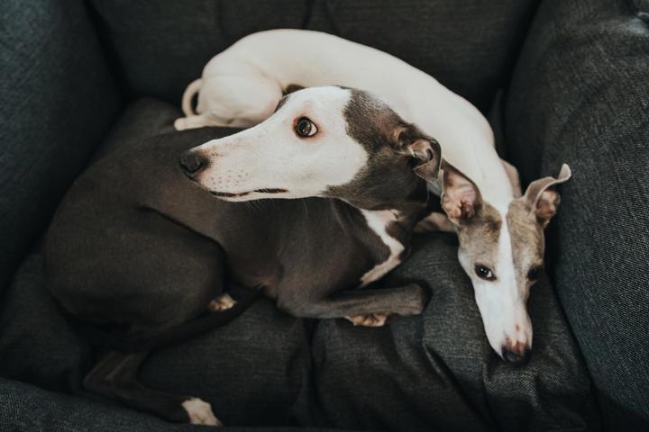 Produktbild Hunter Hundesofa Livingston Webstoff (Hund)