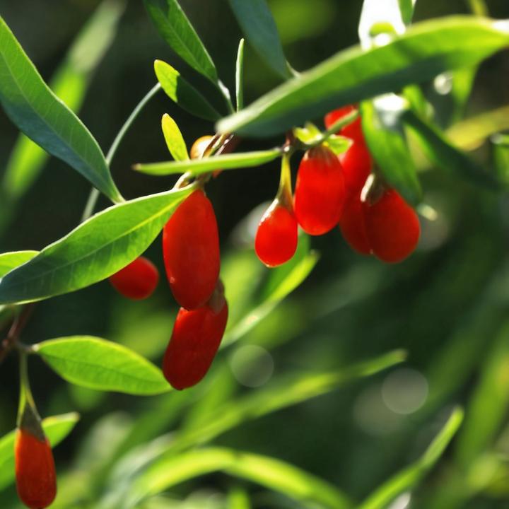 Image du produit Plant in a Box Lycium barbarum - 3er Set Goji Pflanzen (25 cm)