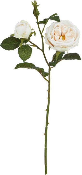 Rose délavé