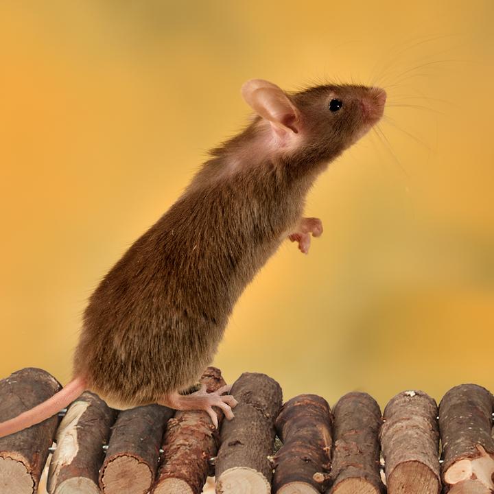 Actual product image Relaxdays 2x rodent bridge