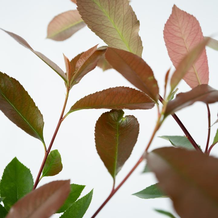Actual product image Plant in a Box Photinia fraseri Red Robin - set of 6 loquat plants (30 cm)