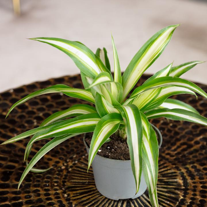 Actual product image Flowerbox Green lily - height ca. 15 cm, pot-Ø 6 cm - Chlorophytum Comosum Variegata (15 cm)