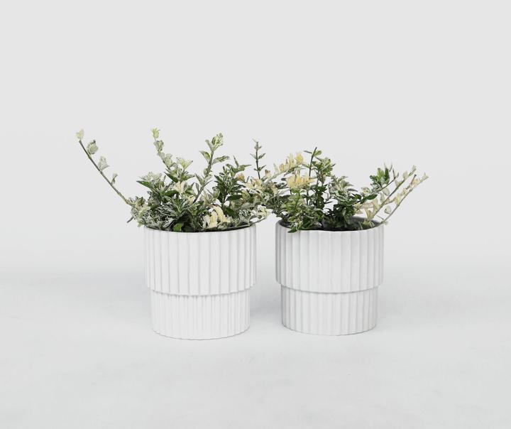 Immagine prodotto Plant in a Box Euonymus Harlequin - set di 4 piante da giardino (20 cm)