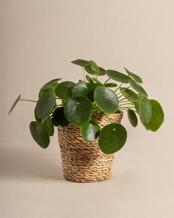 Image du produit feey Plante Ufo (25 cm, Fraîchement rempotés, Respectueux des animaux)