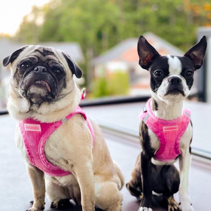 Produktbild Voyager Step-In Plüsch-Hundegeschirr für kleine/mittelgrosse Hunde (M, Hund)