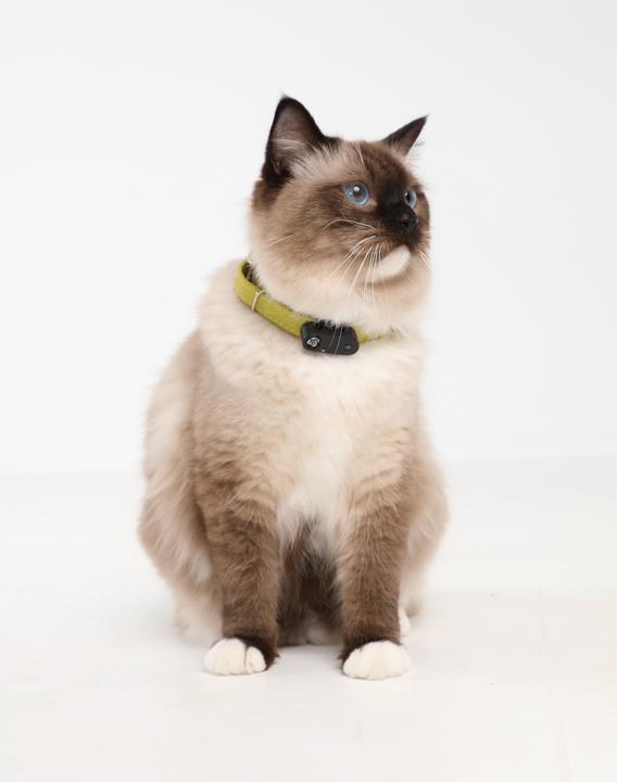 Immagine prodotto Tickless Mini gatto (Gatto, 1000 ml)