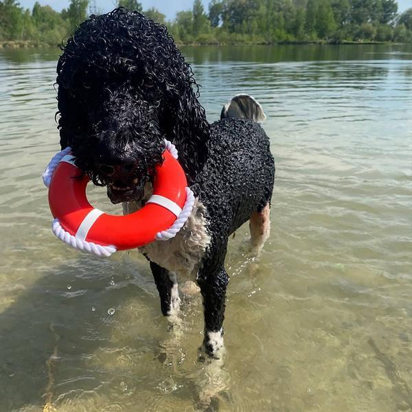 Actual product image Nobby TPR life ring with rope (Dog chew toy)