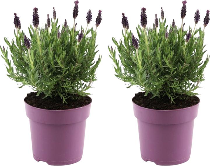 Immagine prodotto Plant in a Box Lavandula stoechas 'Anouk' - Lavendelbaum (25 cm)