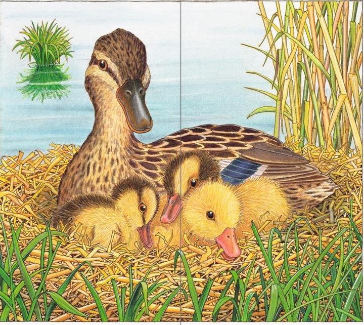Immagine prodotto Ravensburger Ich bin die kleine Ente (Tedesco, Chiave per elmut, 2016)