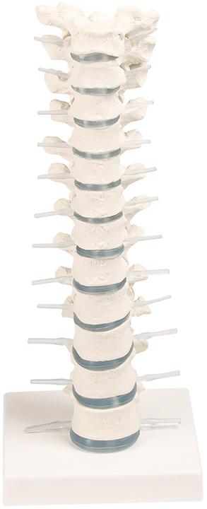 Immagine prodotto Erler Zimmer Sala Erler colonna vertebrale toracica (Materiale sintetico)