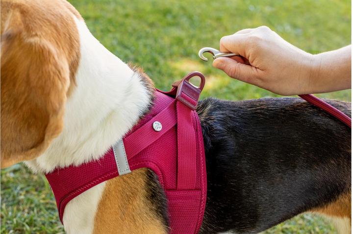 Immagine prodotto Curli Gilet da imbracatura Air-Mesh S, Nero (S, Cane, Generale)