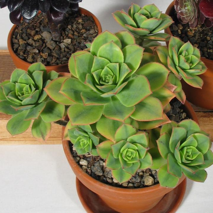 Immagine prodotto Kakteen Gautschi Set Aeonium (30 cm)