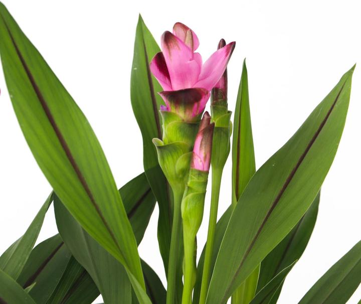 Image du produit Plant in a Box Curcuma alismatifolia 'Siam Splash' - Kurkumen (40 cm, Respectueux des animaux)